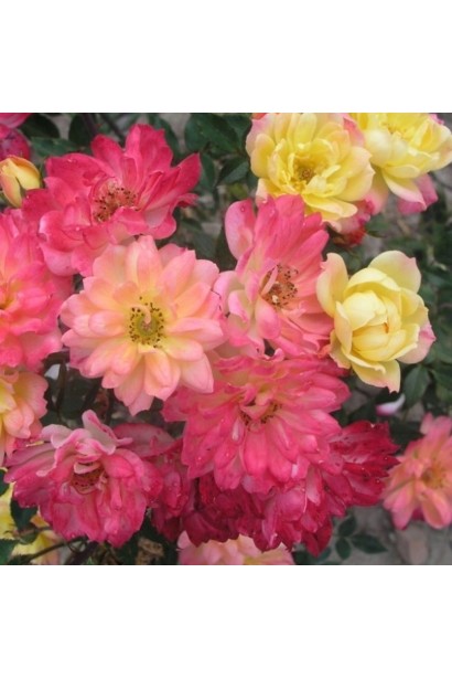 Троянда поліантова Триколор Фейрі догляд